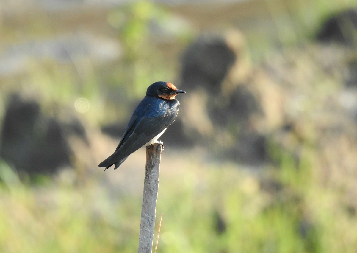 Pacific Swallow - ML629106360