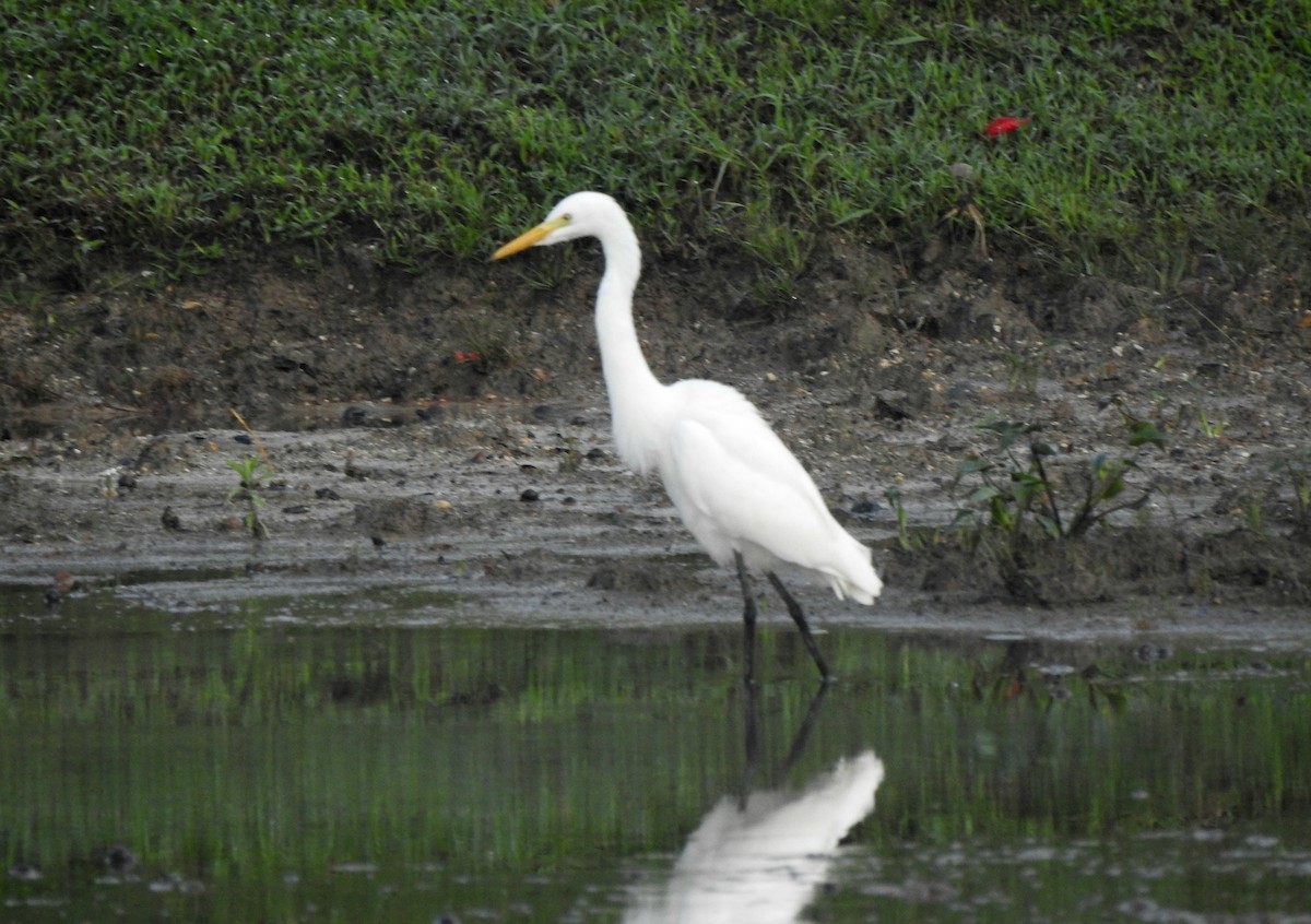 Medium Egret - ML629106374