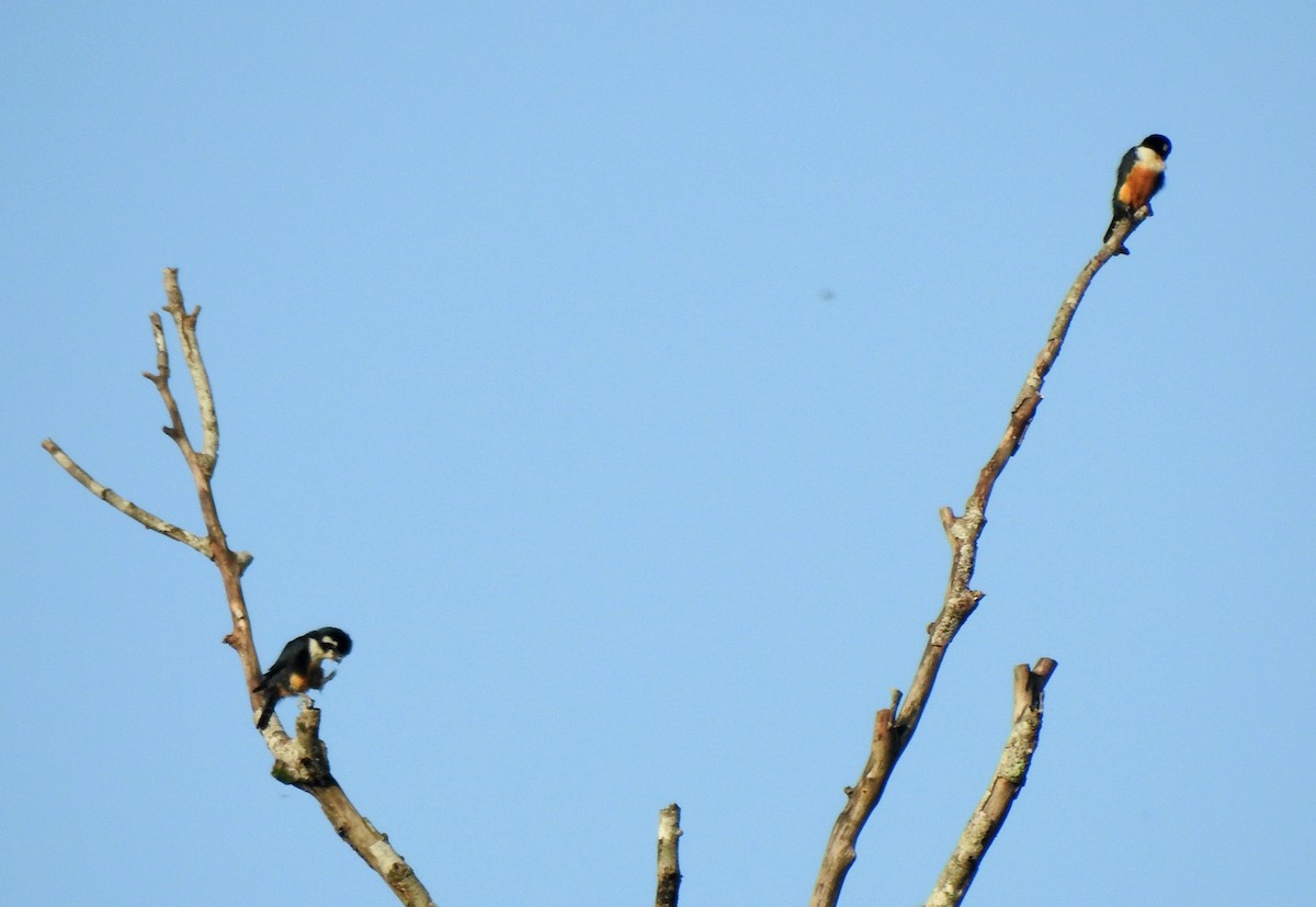 Black-thighed Falconet - ML629106385