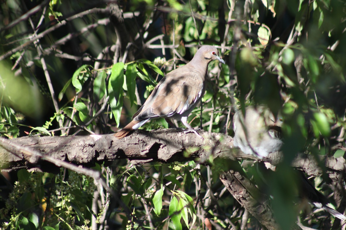 White-winged Dove - ML629106390