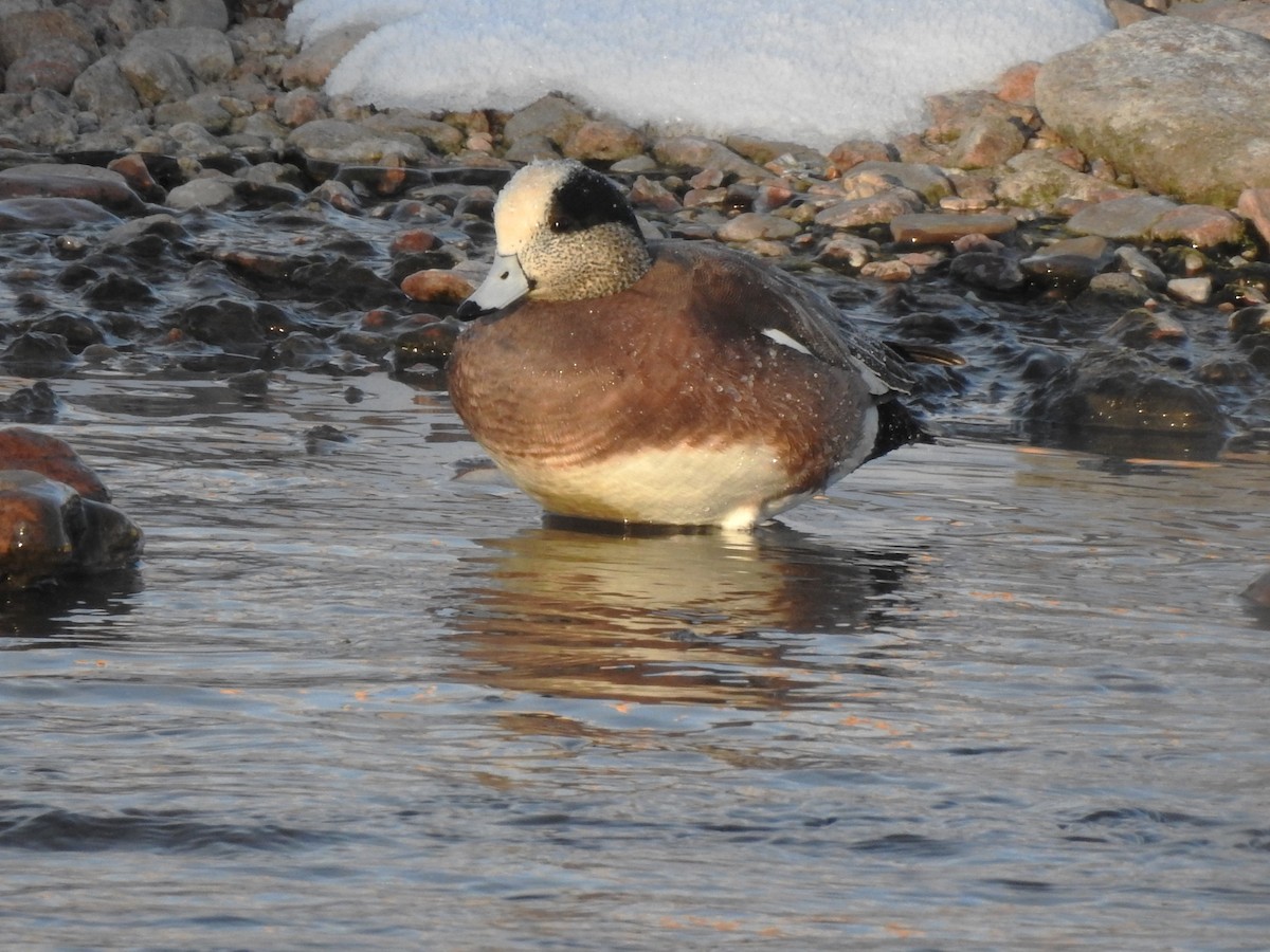American Wigeon - ML629106481