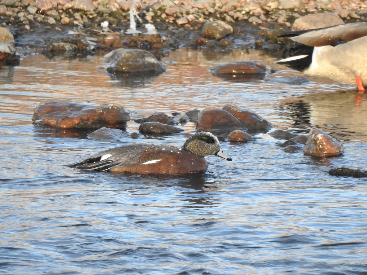 American Wigeon - ML629106500