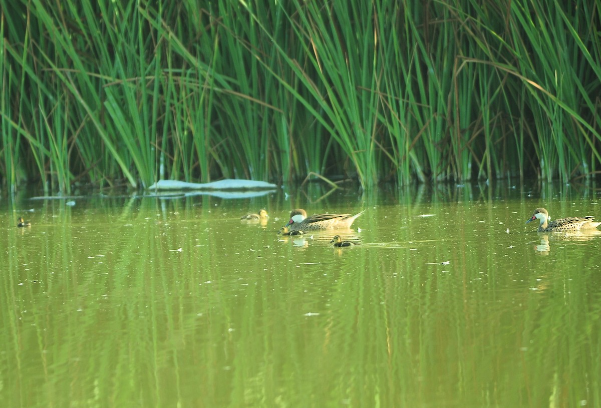 White-cheeked Pintail - ML629106630