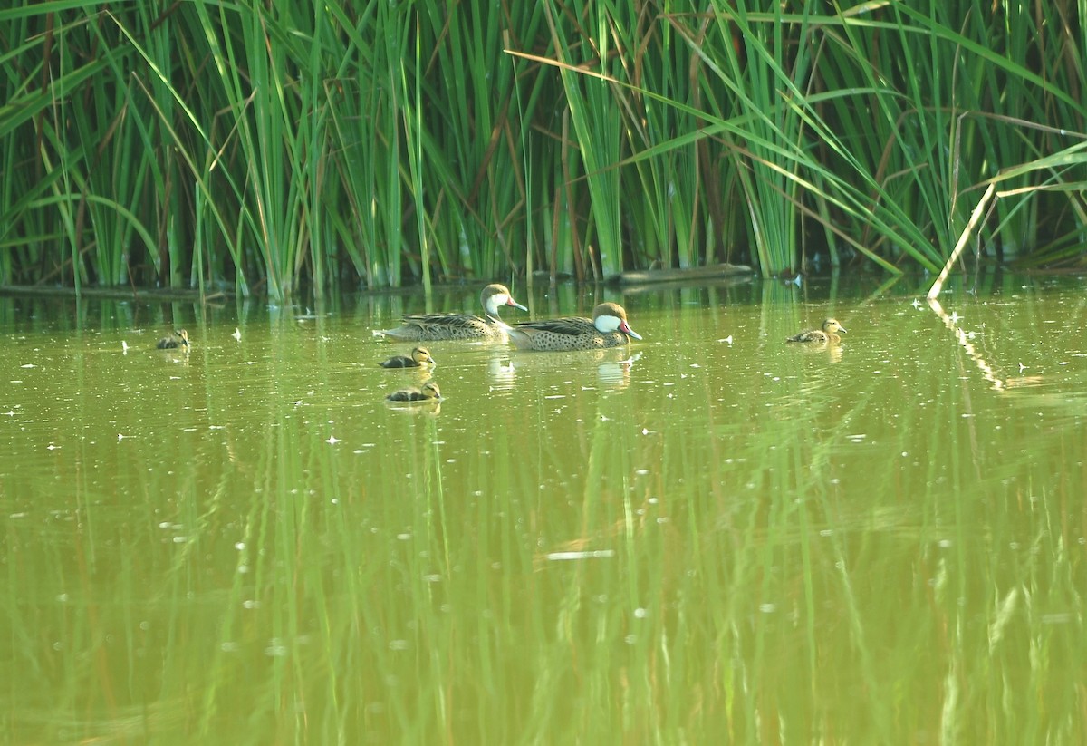 White-cheeked Pintail - ML629106644