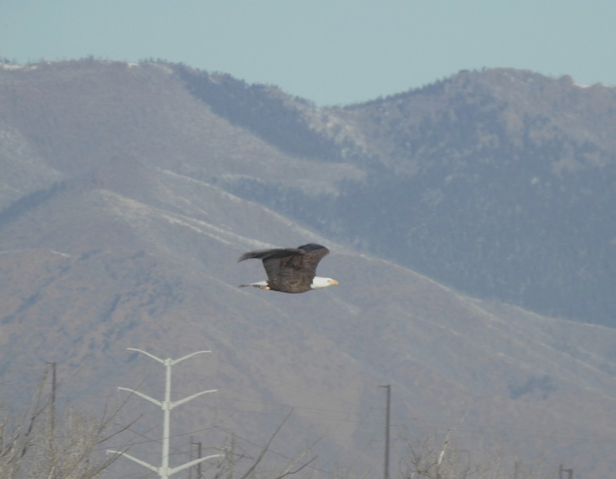 Bald Eagle - ML629106717