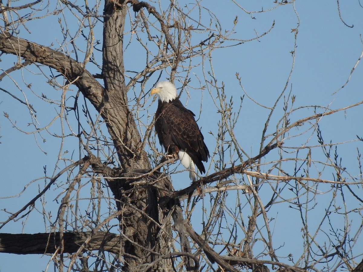 Bald Eagle - ML629106728