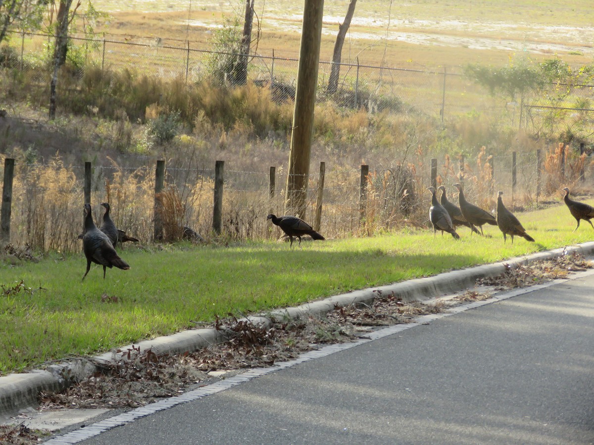 Wild Turkey - ML629106859