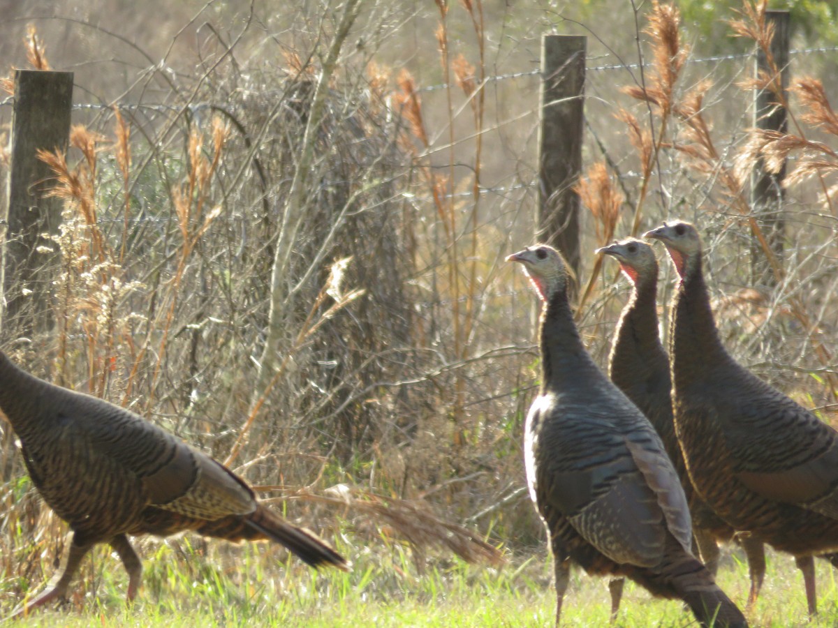 Wild Turkey - ML629106860
