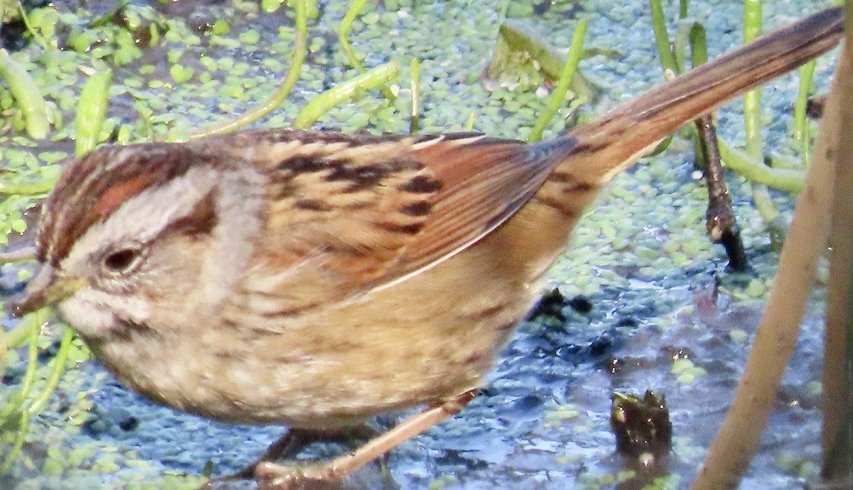 Swamp Sparrow - ML629106898