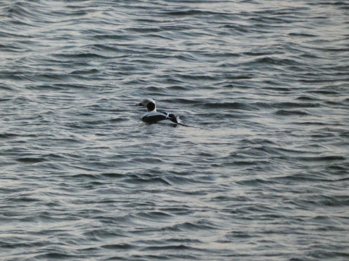 Long-tailed Duck - ML629107043