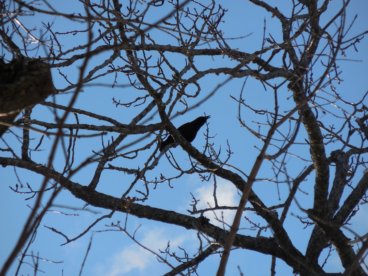 American Crow - ML629107189