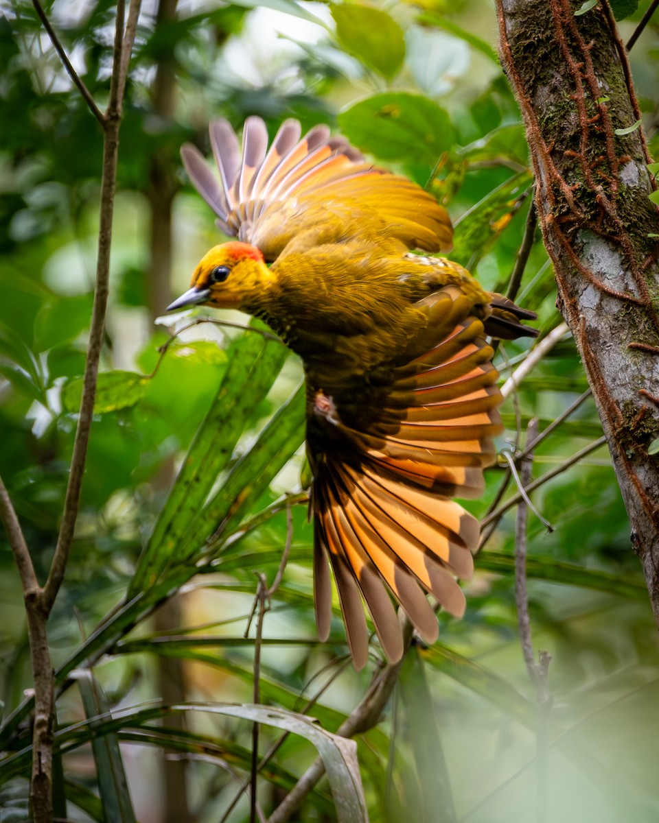 Yellow-throated Woodpecker - ML629107240