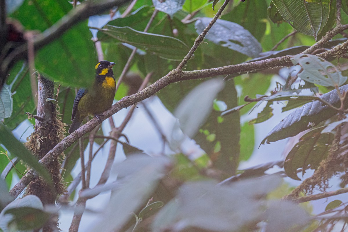 Gold-ringed Tanager - ML629107271