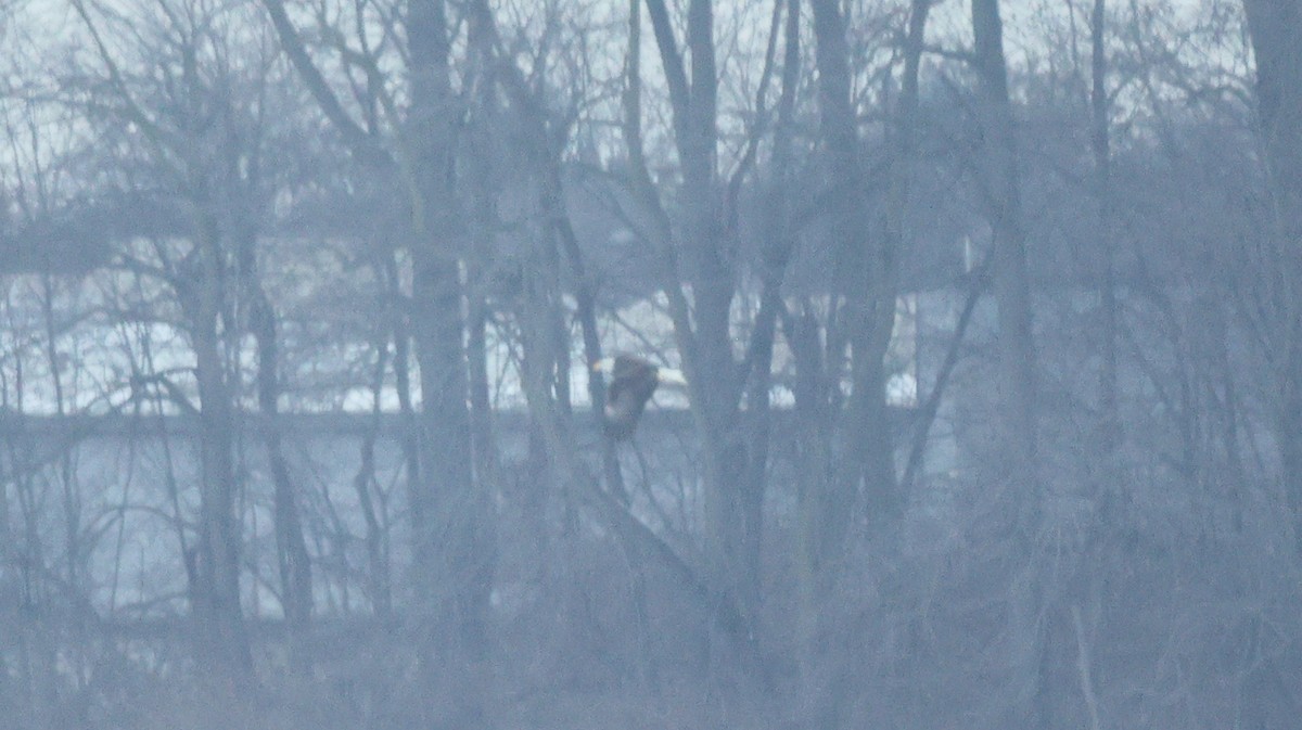 Bald Eagle - ML629107399