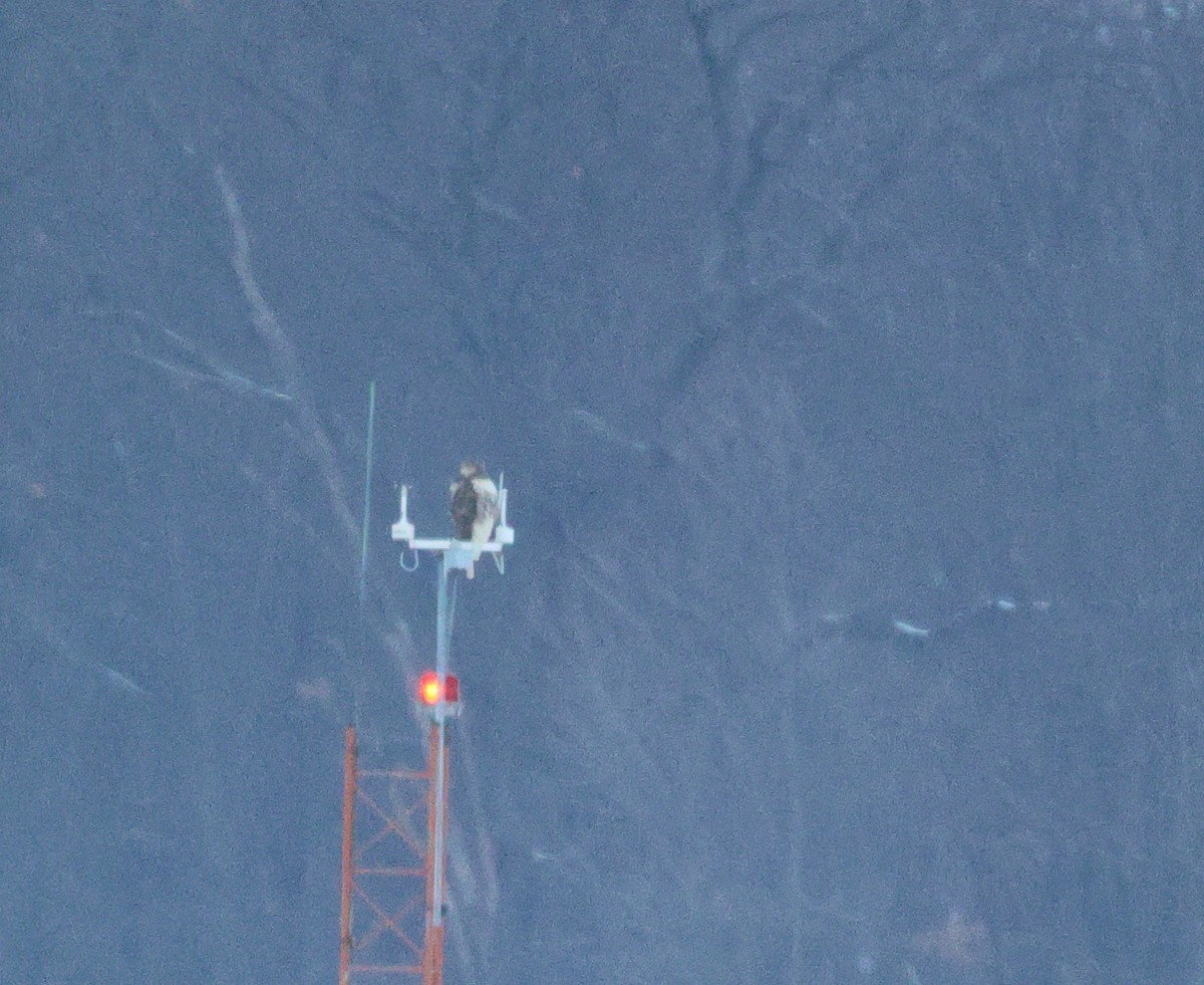 Red-tailed Hawk - ML629107411