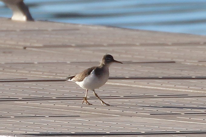 Spotted Sandpiper - ML629107487