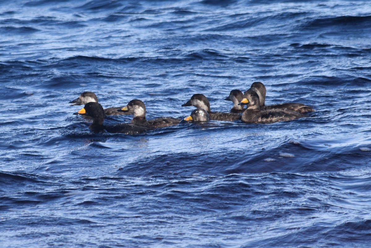 Black Scoter - ML629107632