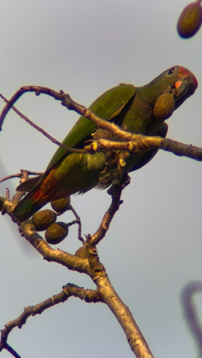 Scarlet-fronted/Cordilleran Parakeet - ML629107732