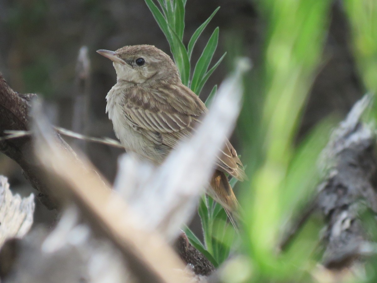 Rufous Songlark - ML629107752