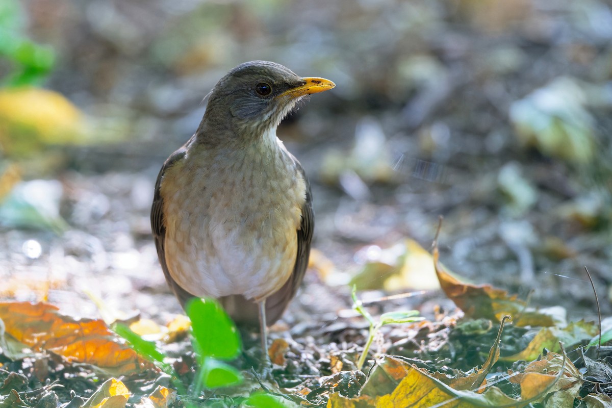 African Thrush - ML629107837