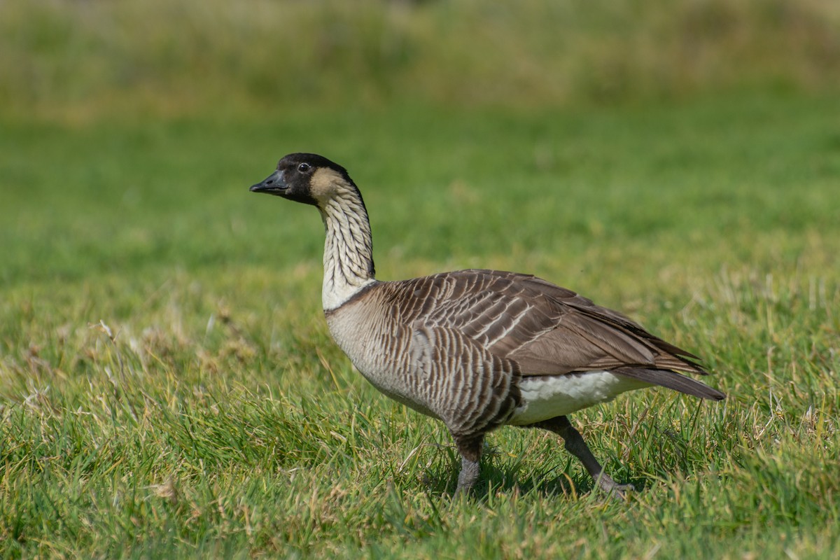 eBird Checklist - 3 Jan 2025 - Hakalau Forest NWR--Pua Akala Tract ...