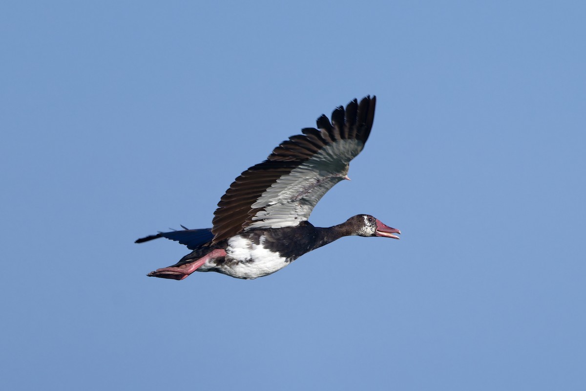 Spur-winged Goose - ML629107874