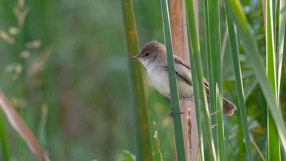 Lesser Swamp Warbler - ML629107894