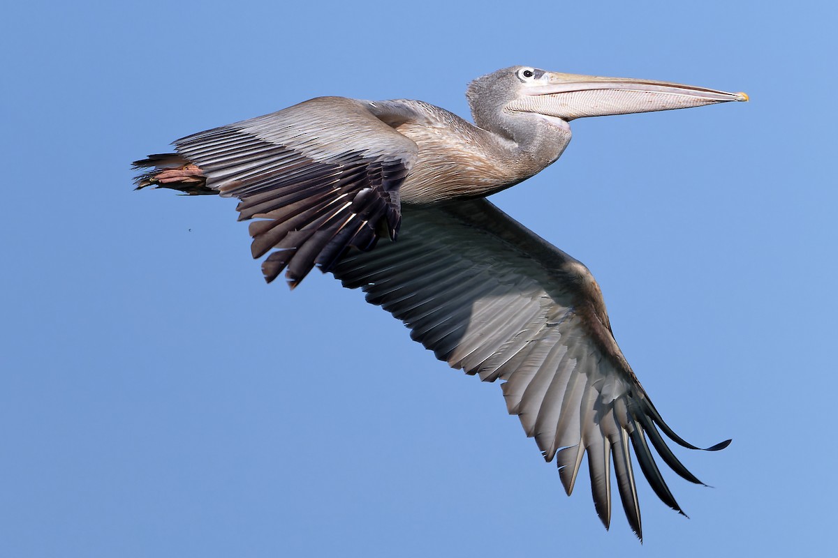 Pink-backed Pelican - ML629107908