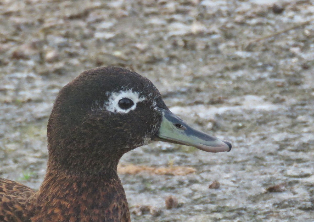 Laysan Duck - ML629107977