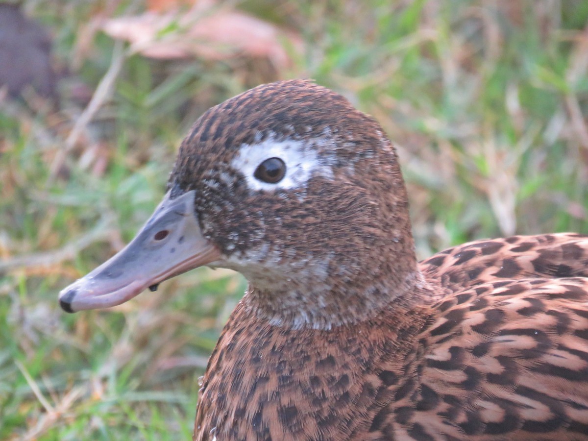Laysan Duck - ML629107980