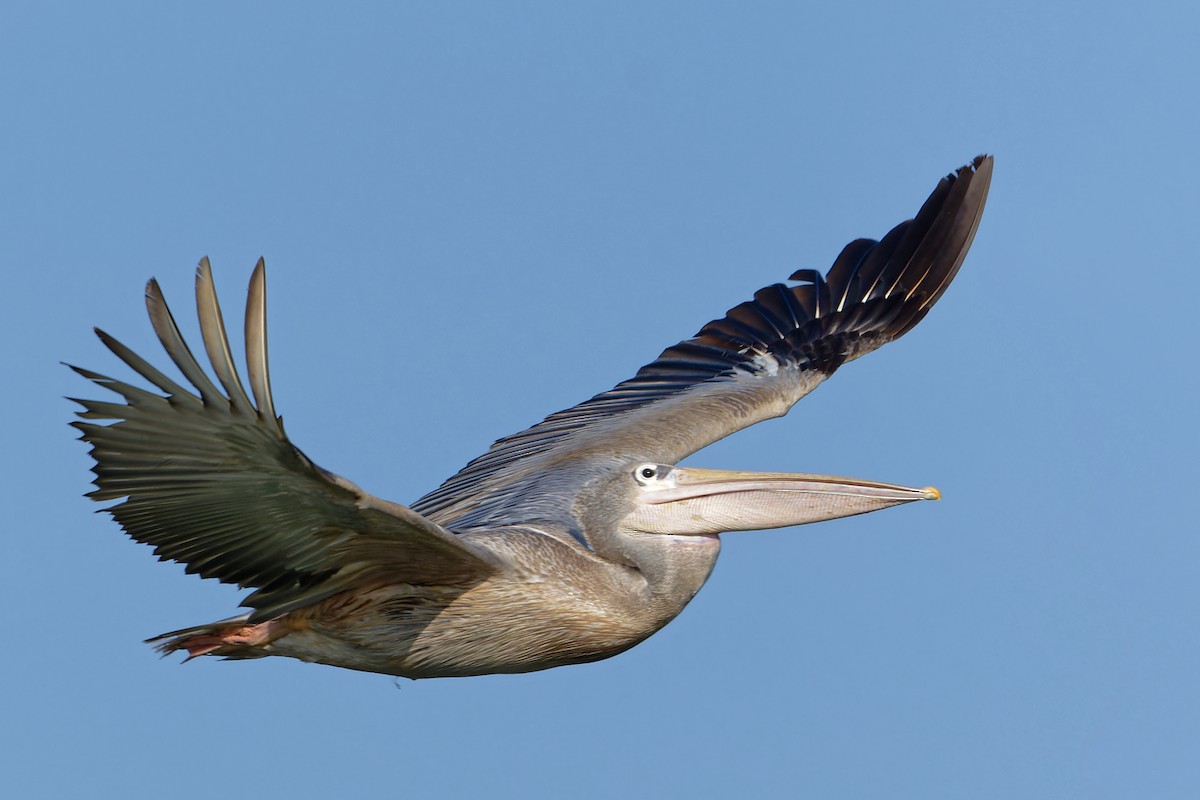 Pink-backed Pelican - ML629108045