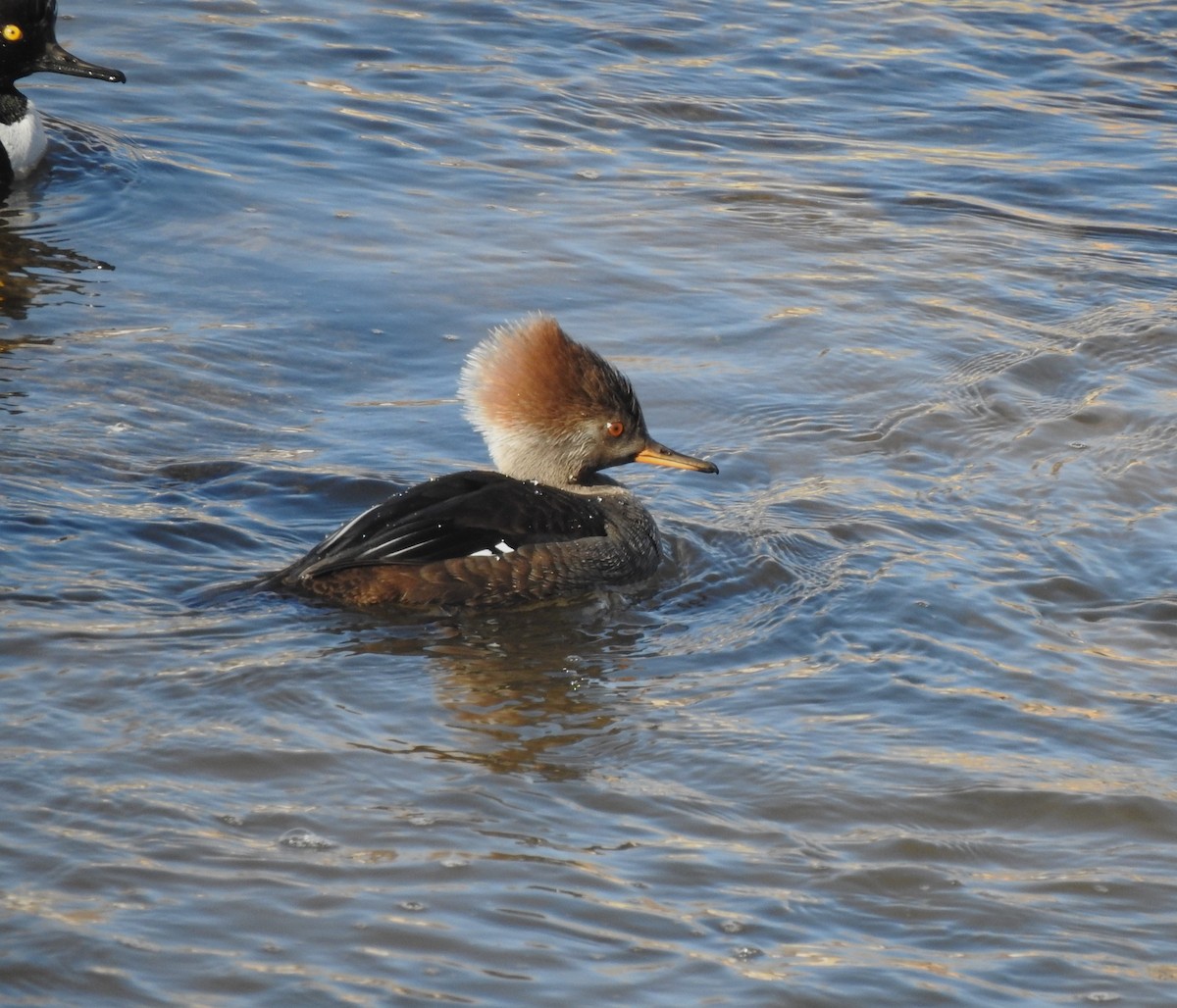 Hooded Merganser - ML629108053