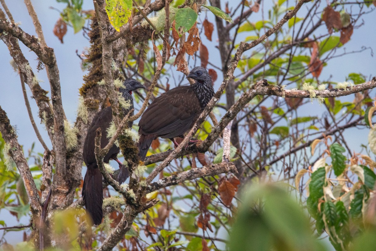 Andean Guan - ML629108071