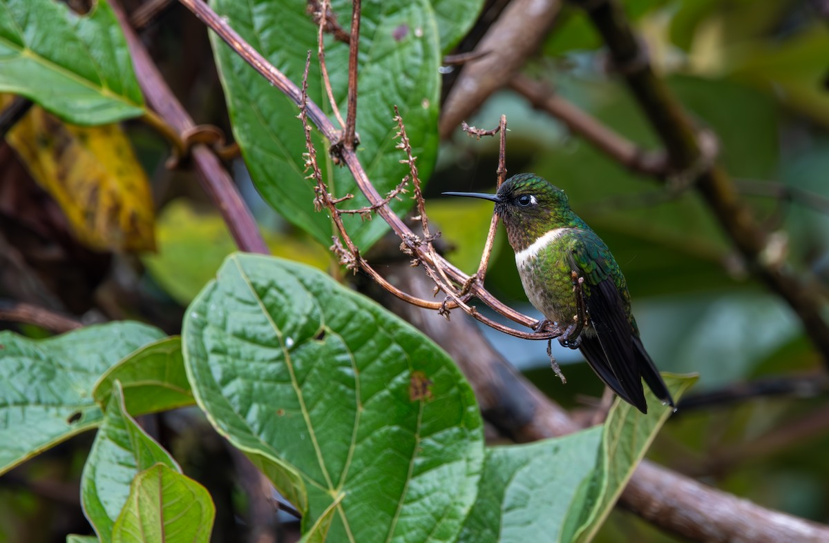 Amethyst-throated Sunangel - ML629108075