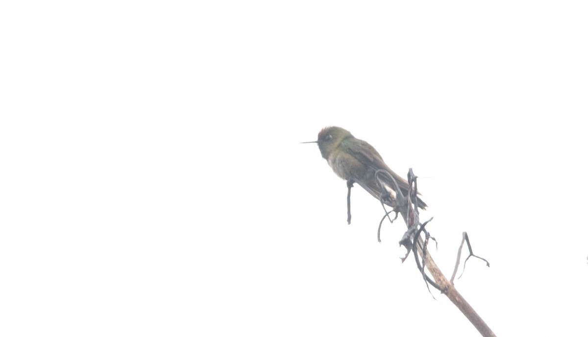 Rufous-capped Thornbill - ML629108088