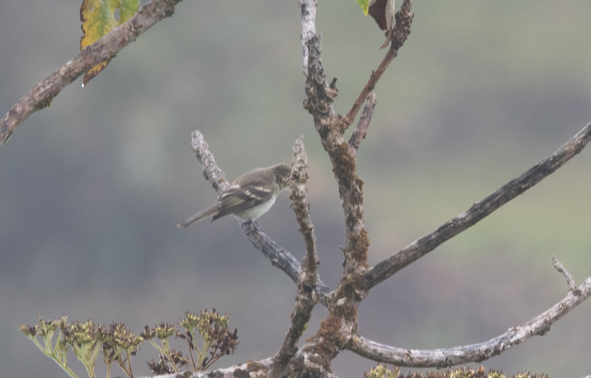 White-throated Tyrannulet - ML629108148