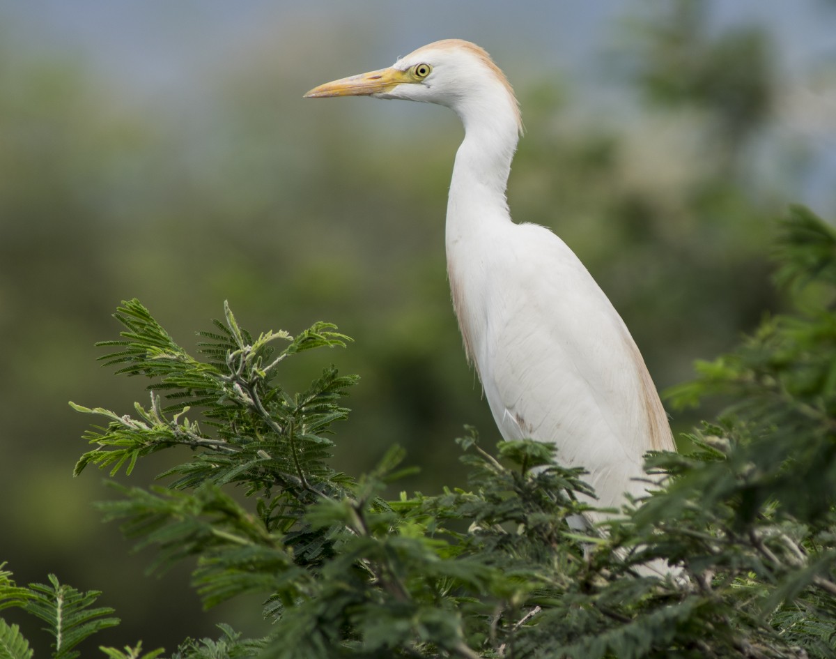 Western Cattle-Egret - ML629108170