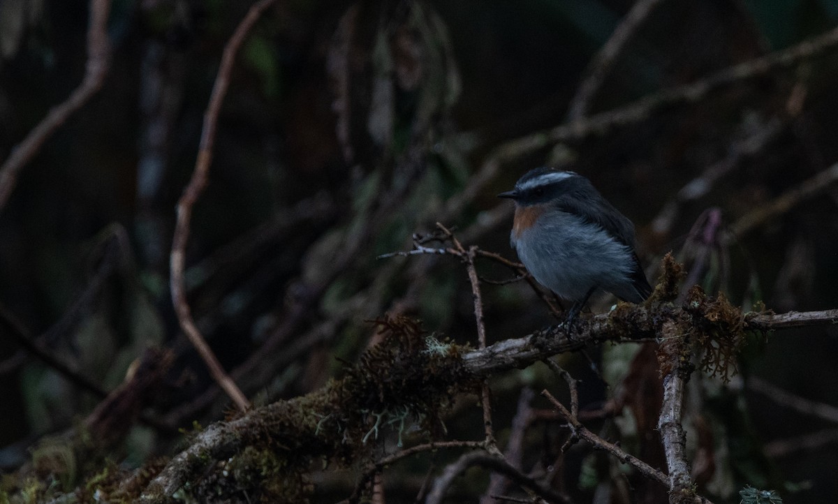 Rufous-breasted Chat-Tyrant - ML629108175