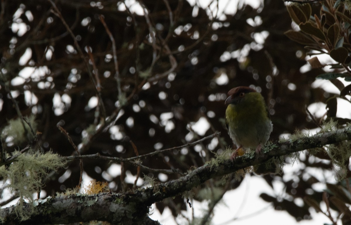 Rufous-browed Peppershrike - ML629108177