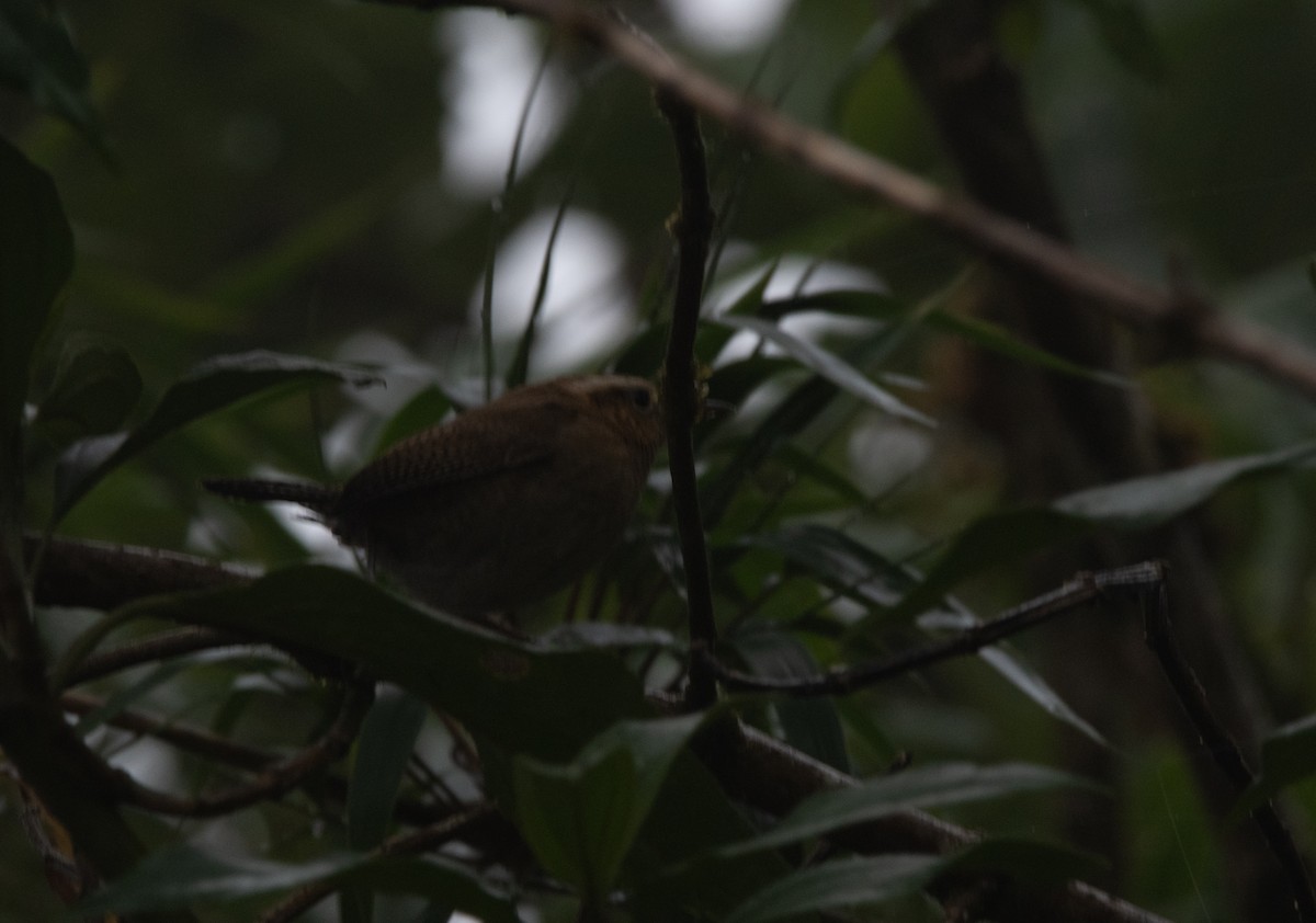 Mountain Wren - ML629108183