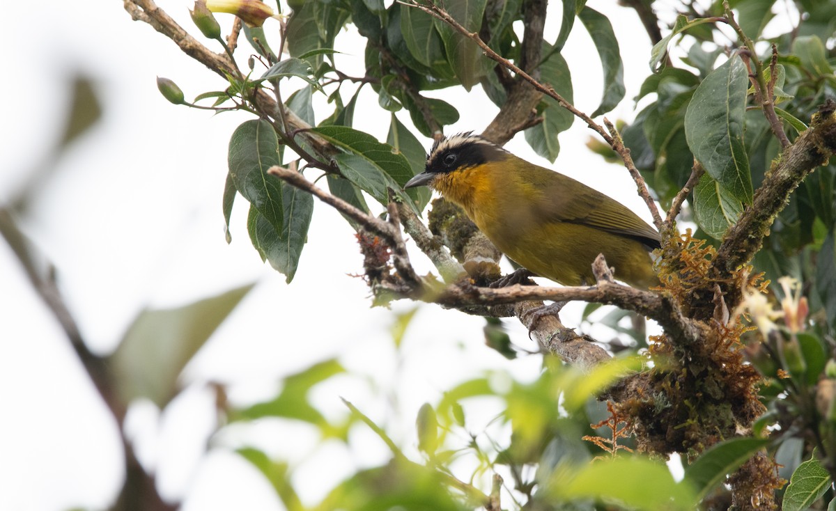 Black-capped Hemispingus - ML629108200