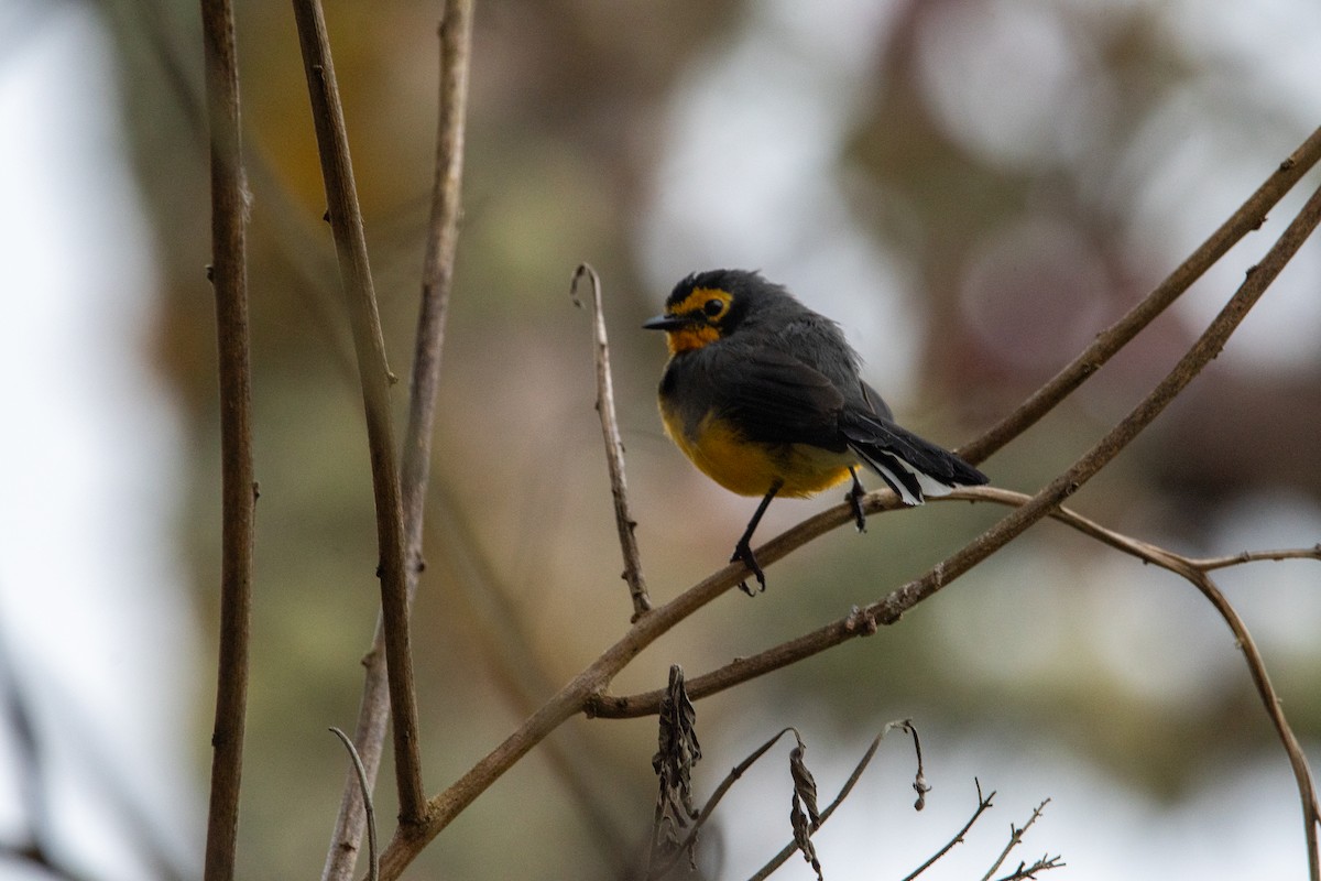 Spectacled Redstart - ML629108202