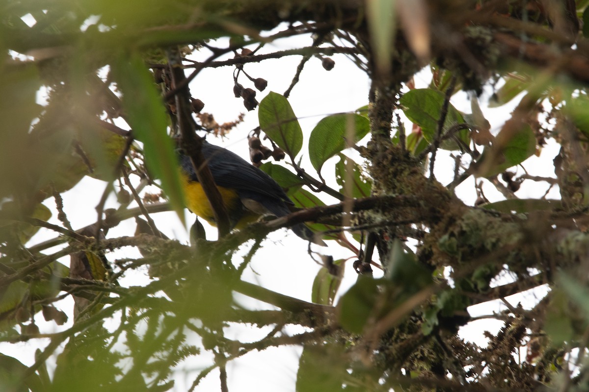 Buff-breasted Mountain Tanager - ML629108222