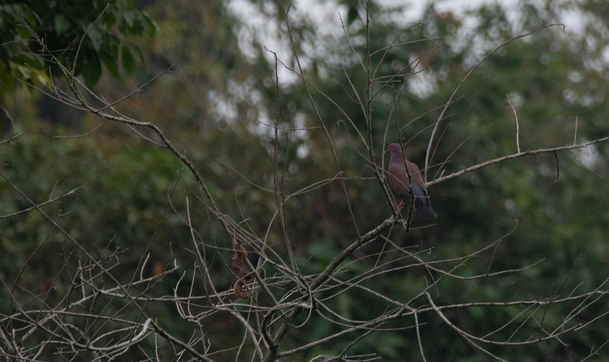 Peruvian Pigeon - ML629108255