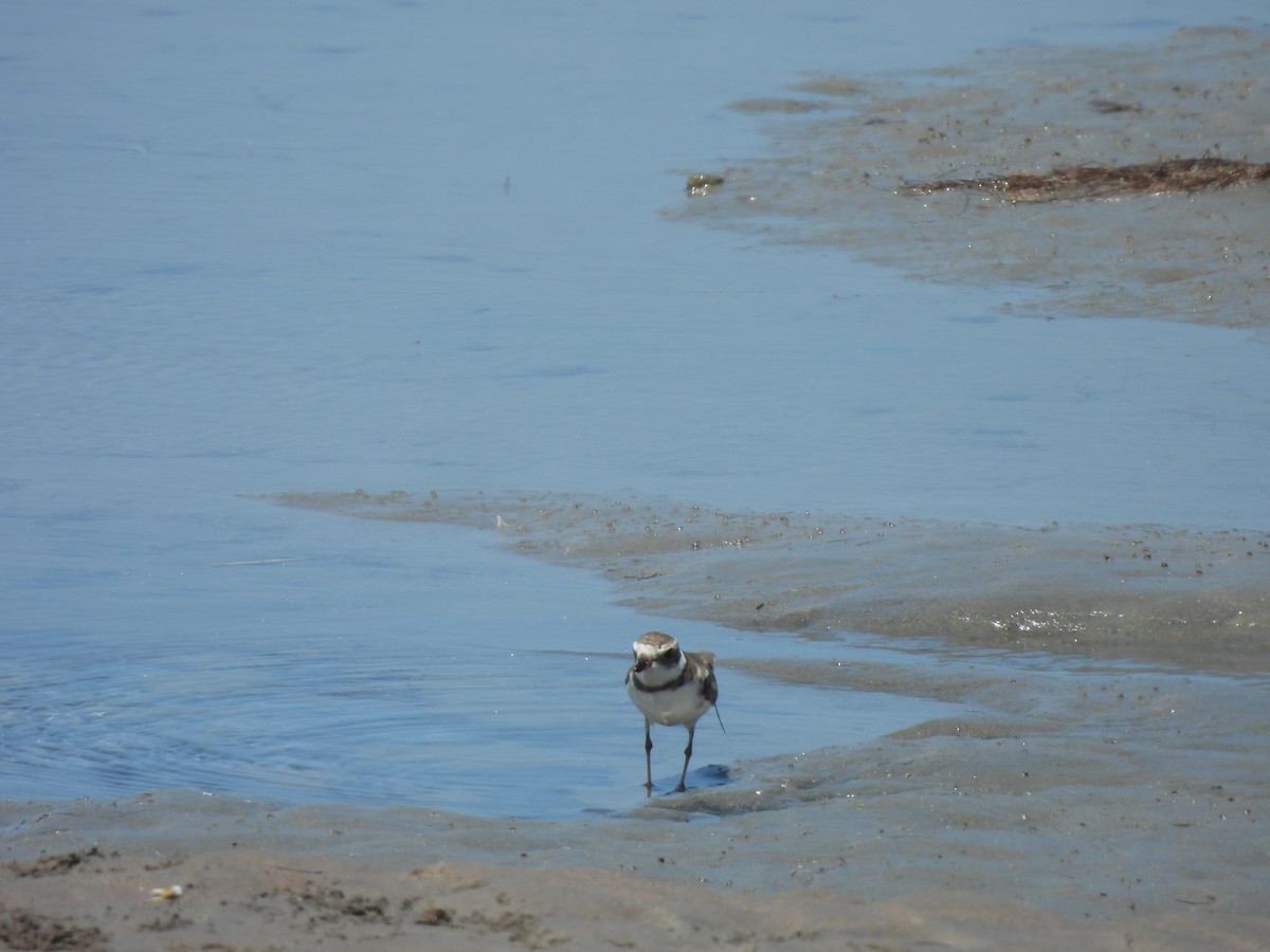 Semipalmated Plover - ML629108256