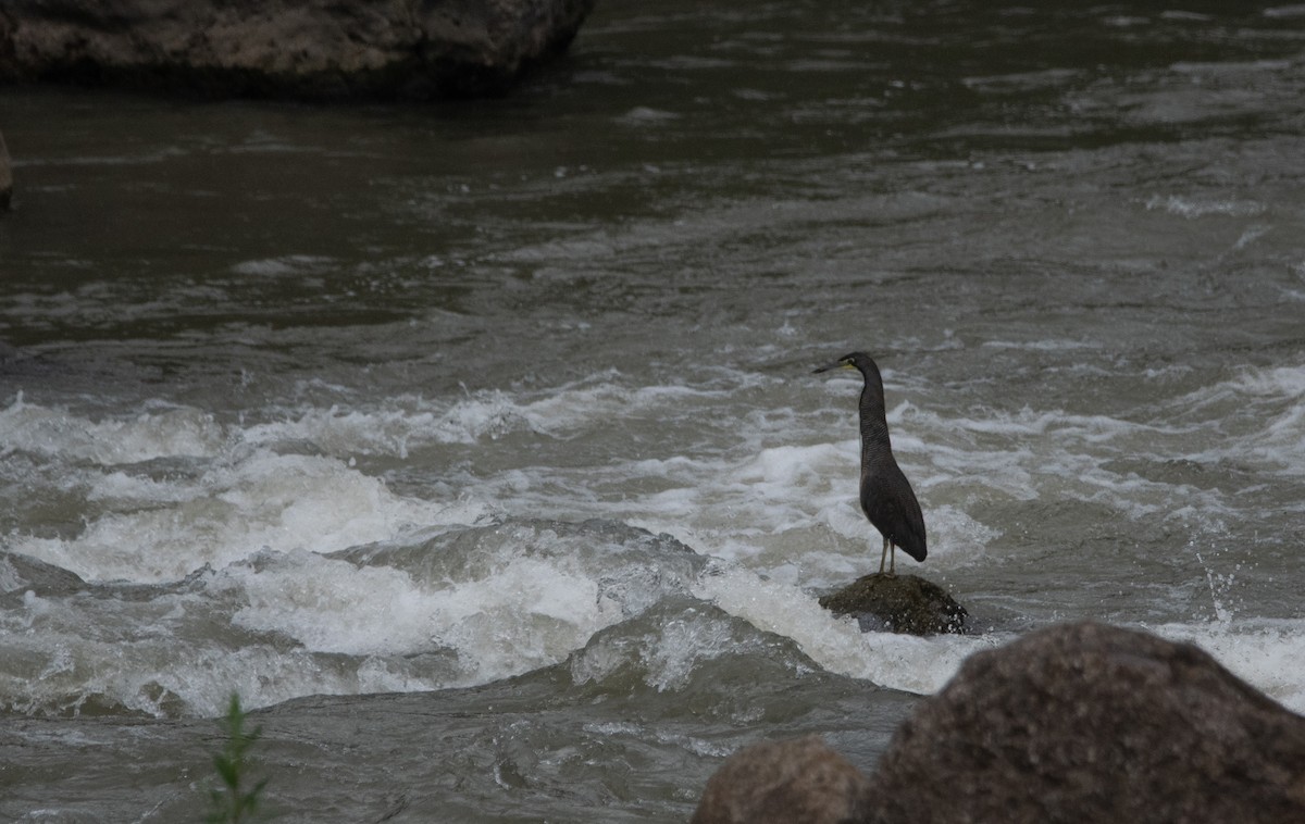 Fasciated Tiger-Heron - ML629108279