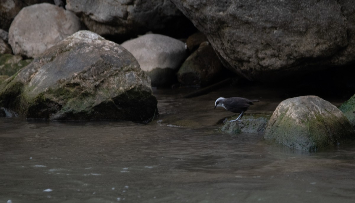 White-capped Dipper - ML629108285