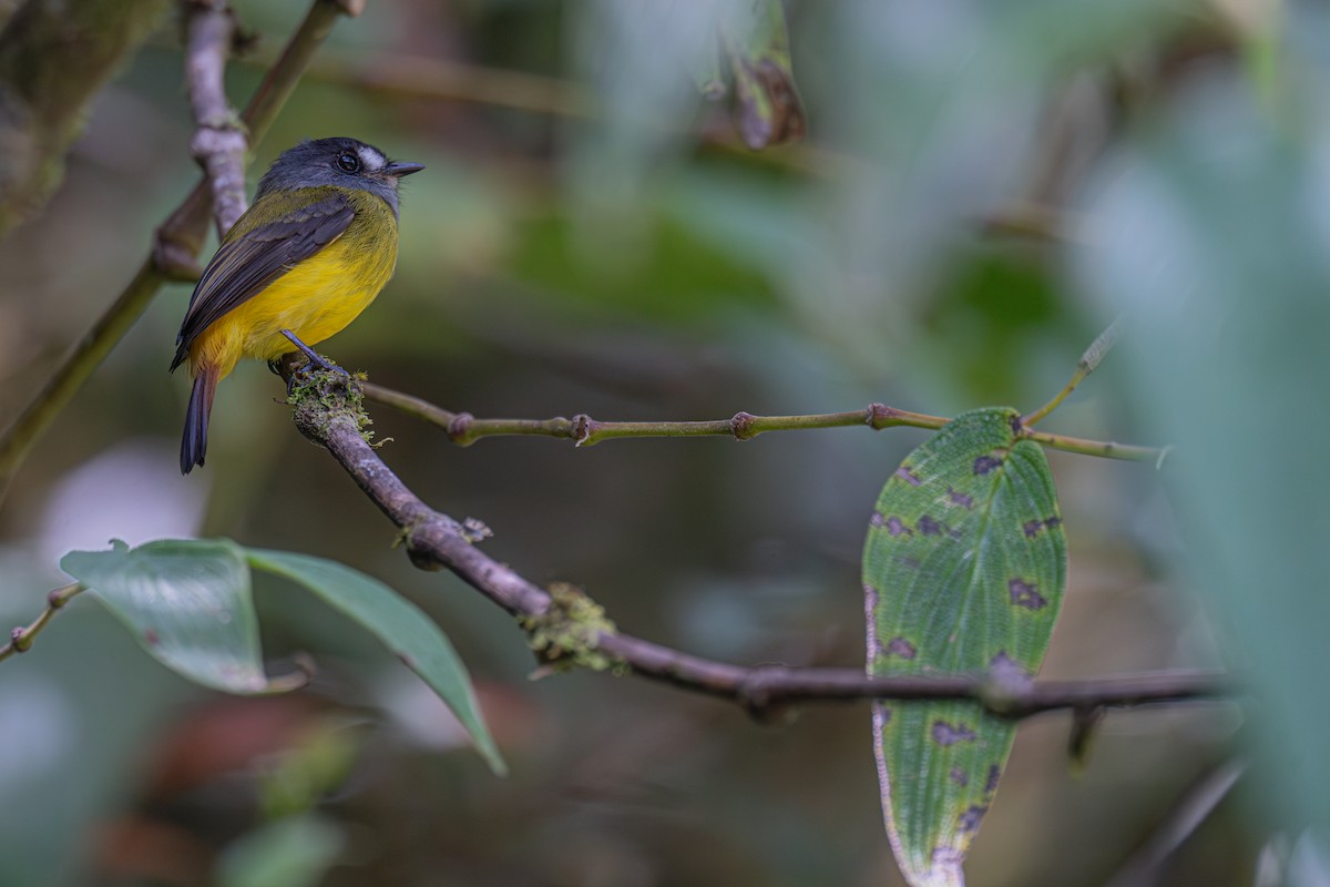 Ornate Flycatcher (Western) - ML629108330