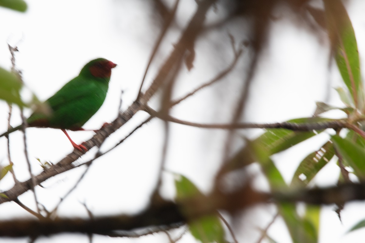 Grass-green Tanager - ML629108411