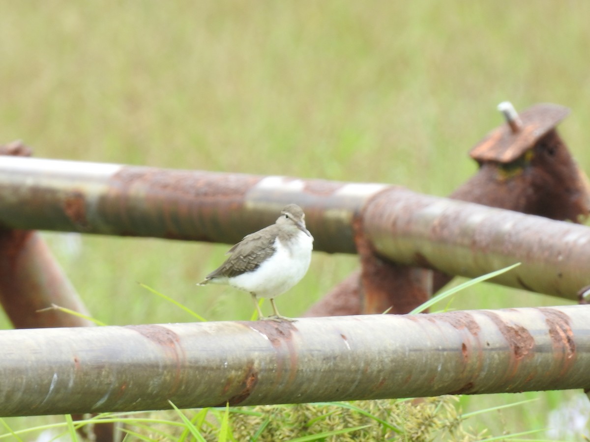 Spotted Sandpiper - ML629108483